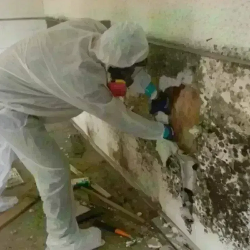 Mold Remediation and Removal in Havana, IL